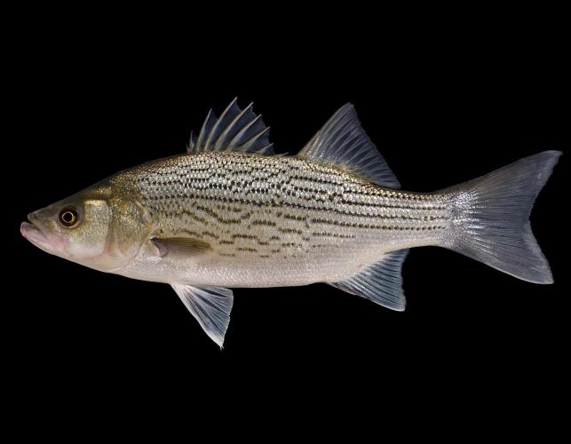 Can Hybrid Striped Bass Reproduce