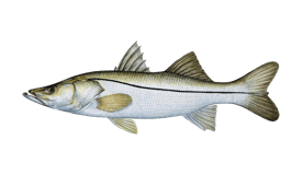 Can Snook Live in Freshwater