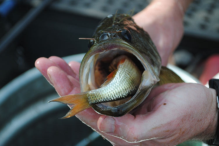 Can You Eat Bass from a Pond?