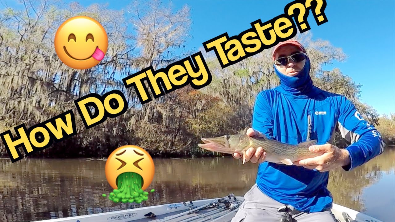 Can You Eat Chain Pickerel