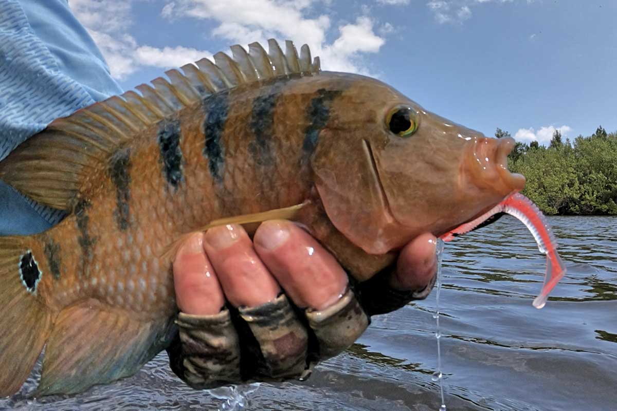 Can You Eat Mayan Cichlid