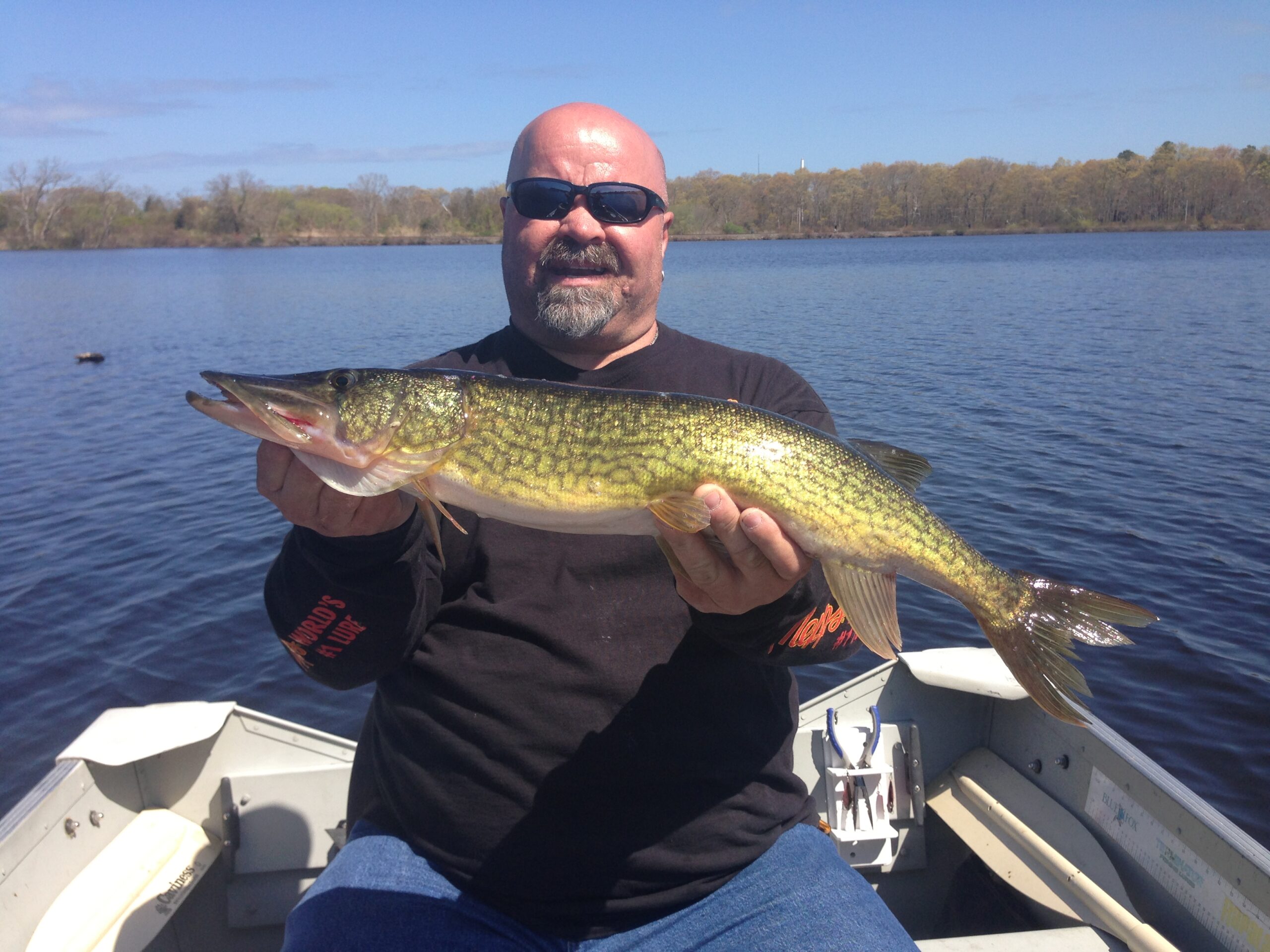 How Big Do Chain Pickerel Get