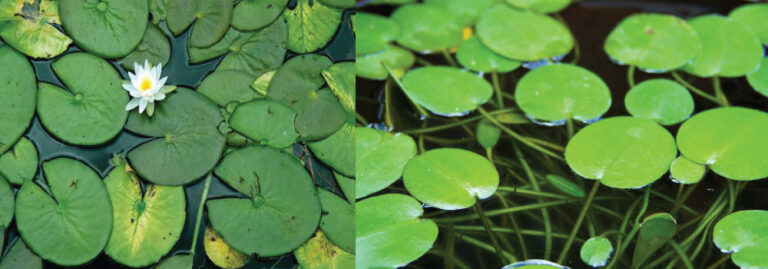 How Do You Kill Lily Pads Without Harming Fish