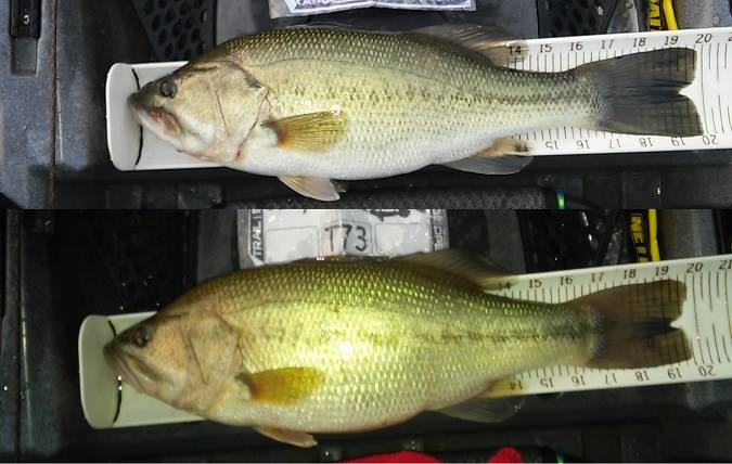 How Long Does a Bass Have to Be to Keep