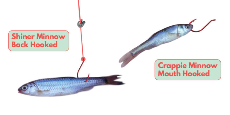How to Bait a Hook With a Minnow