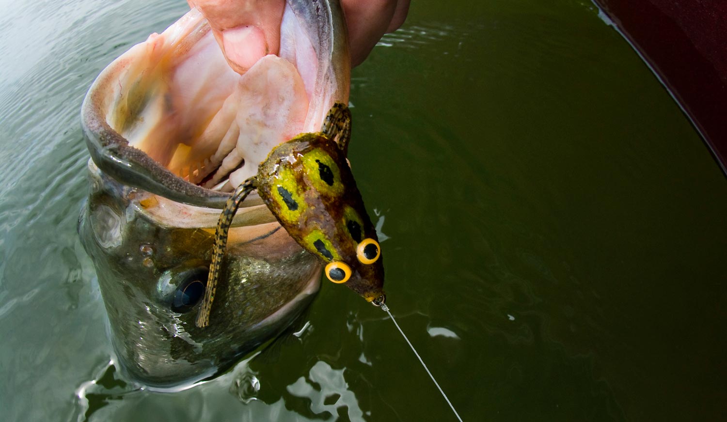 How to Bass Fish With a Frog
