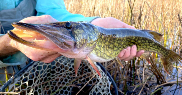 How to Catch a Pickerel
