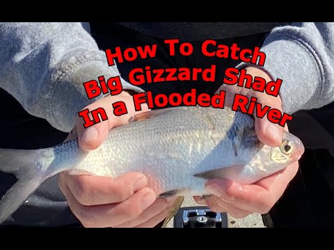 How to Catch Gizzard Shad