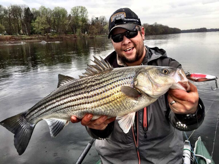 How to Catch Striped Bass in Rivers