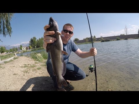 How to Fish for Catfish in a Pond