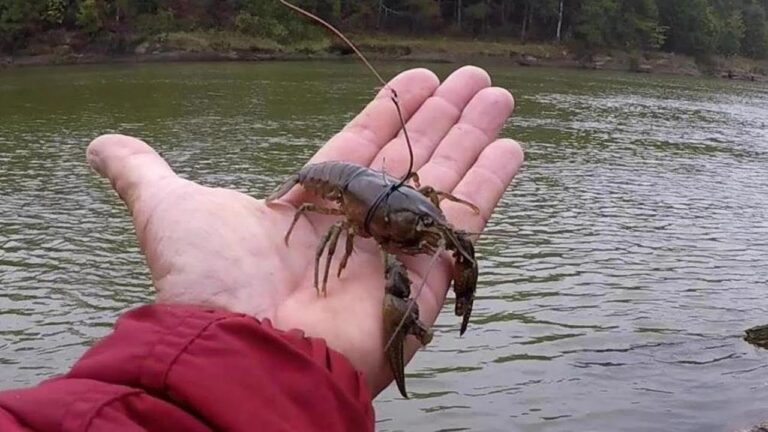 How to Fish With a Crawfish