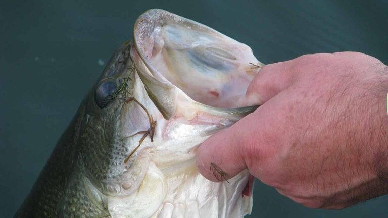 How to Hold a Bass Fish