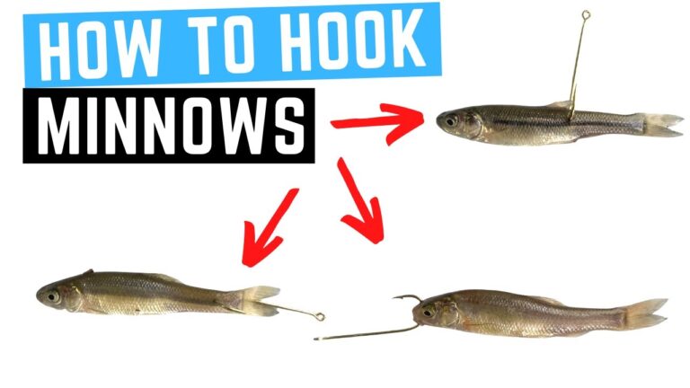 How to Hook a Minnow for Bait