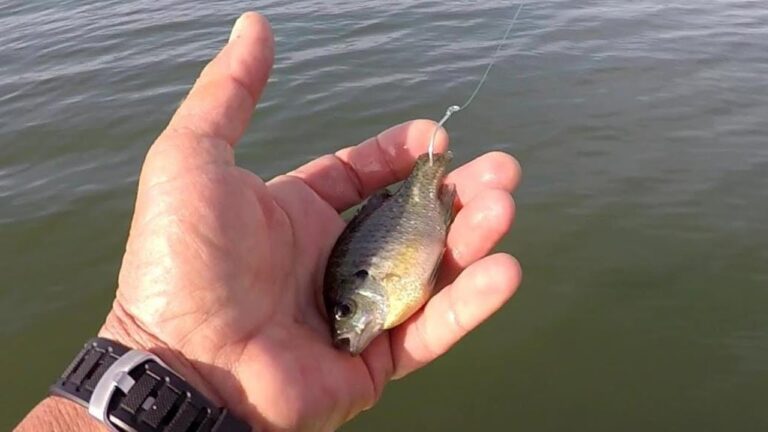 How to Hook Bluegill for Bait
