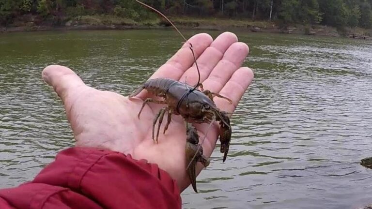 How to Hook Live Crawfish