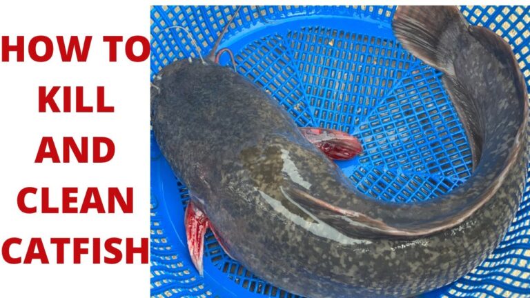 How to Humanely Kill a Catfish