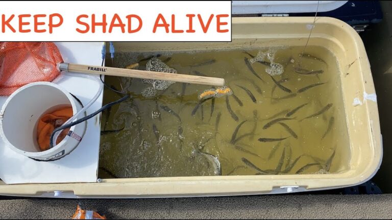 How to Keep Shad Alive