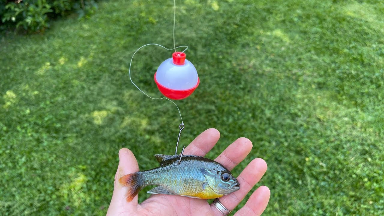 How to Rig Live Bluegill for Bass