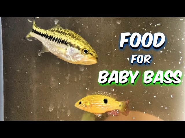 What Do Baby Bass Eat