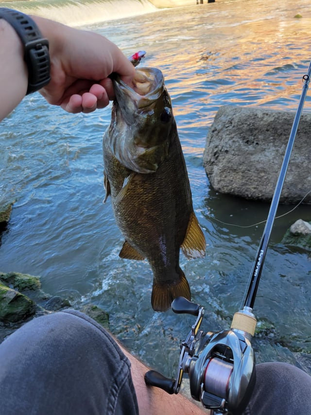 What Lb Test for Bass