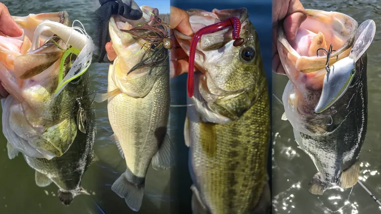 What Lures are Good for Bass